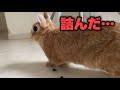 逃げ道を失った瞬間、すべてを悟ってしまったうさぎ