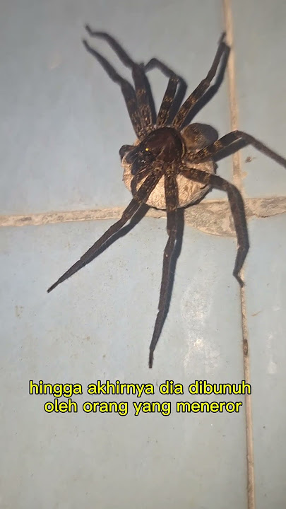 Download lagu A woman from Purwakarta, West Java, was terrorized for three months that she would be killed and ...