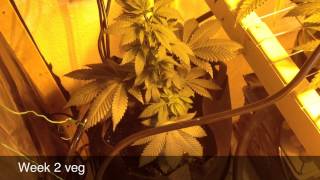 Kandy Kush SCROG Week 2 Veg