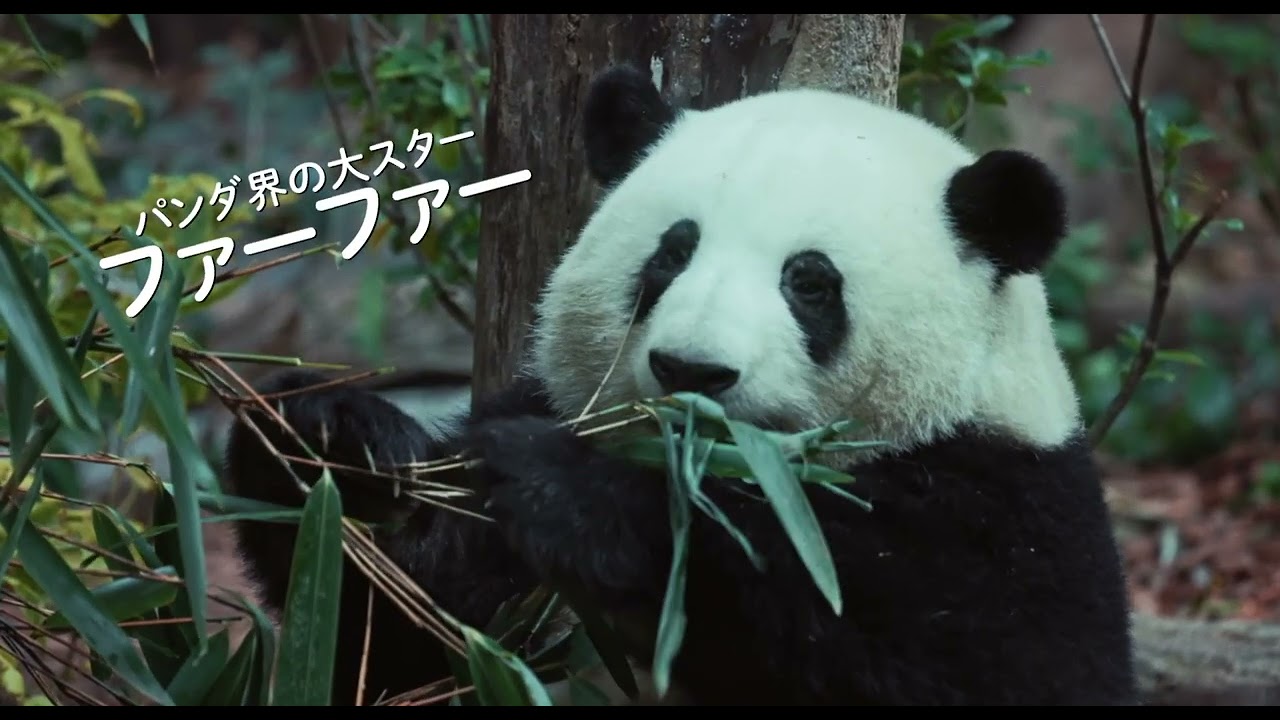 大のパンダ好き、遠藤憲一が日本語版ナレーションを担当『パンダの