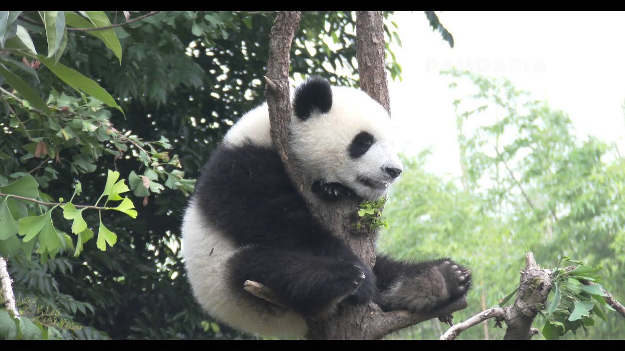 pandas merge 20150627 Broadcast Top Highlights 直播精彩集錦 七巧在树上爬了会，就跑到了毛笋之前的位置去睡觉了