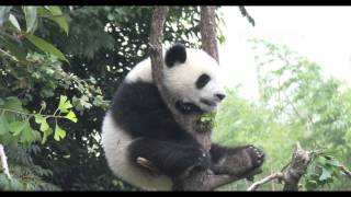 20150627 Broadcast Top Highlights 直播精彩集錦 七巧在树上爬了会，就跑到了毛笋之前的位置去睡觉了