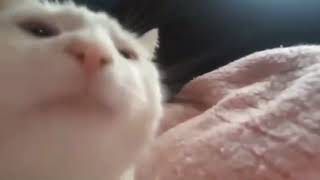 CatJAM