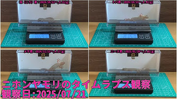 【Memorandum】 2025年07月21日 RPi-Cam-Web-Interfaceを用いたニホンヤモリのTimelapse観察