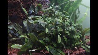 Nature Aquarium (Araceae plants). Природный аквариум (ароидные растения)