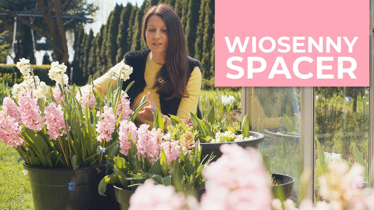 Wiosenny spacer po ogrodzie. Magnolie, ciemierniki, donice z cebulowymi...