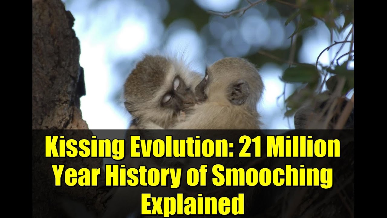 Kissing Evolution: 21 Million Year History of Smooching Explained - YouTube