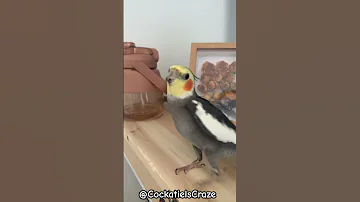 Adorable Cockatiel Sings Joyfully If You Re Happy And You Know It Cockatiels Craze 