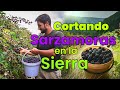 Asi cortan las Zarzamoras: La Deliciosa Fruta de la Sierra de Manantlán.