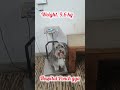 Hospital nehi Jayega, #Dog Lover#animals #pet #motivation