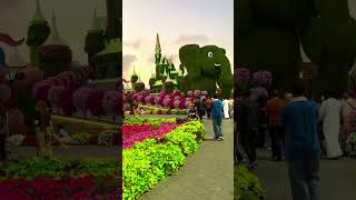Dubai Miracle Garden #dubai Dubai Miracle Garden #dubai