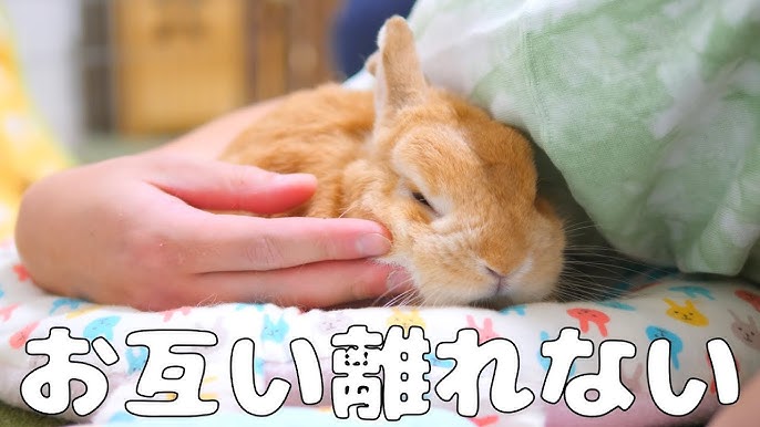 ウサギがなつくとこうなります No 221 Youtube