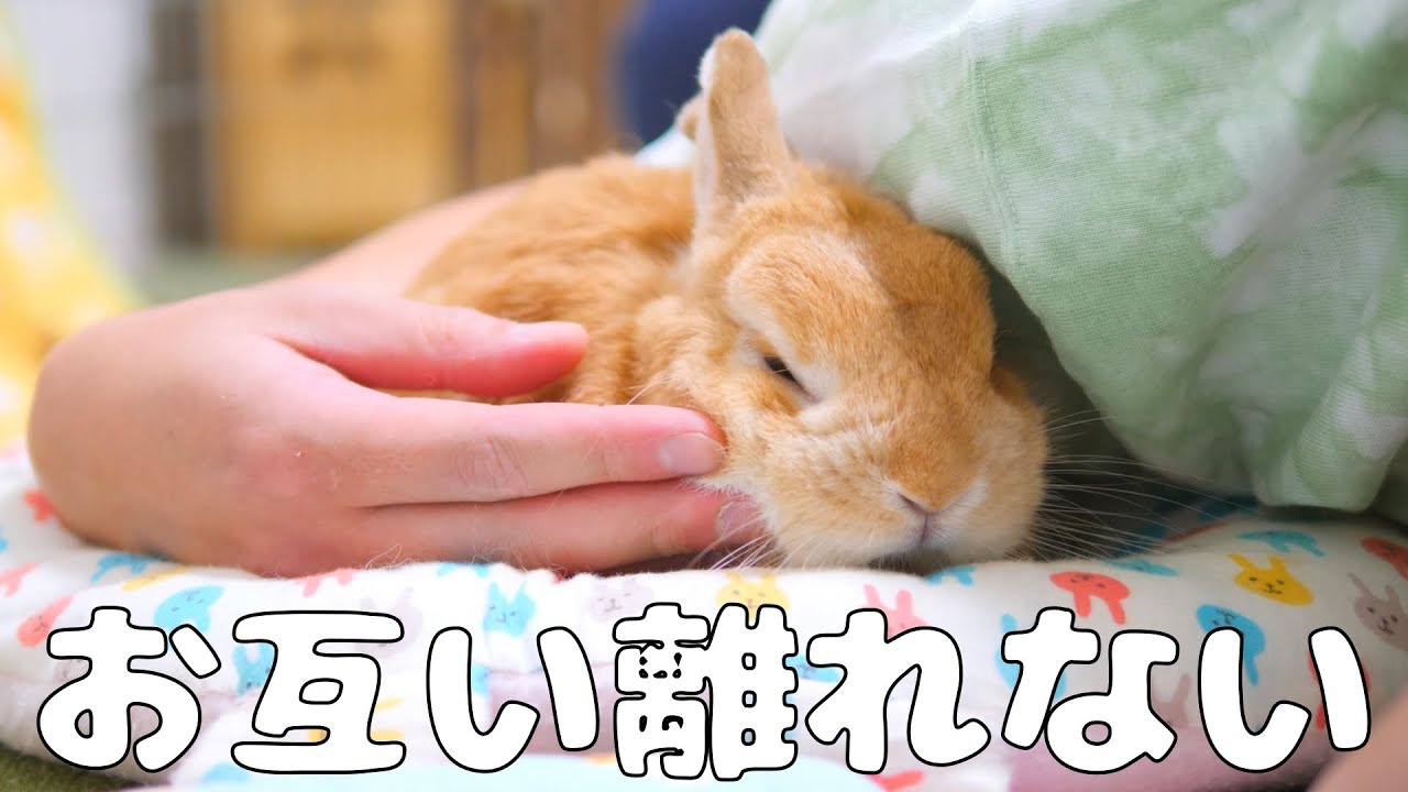 なんの変哲のないうさぎ なんの変哲のないうさぎ なんの変哲のないうさぎ