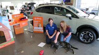 Wackerli Subaru Pet Of The Week Athena