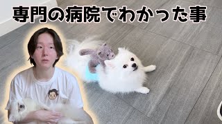 心臓専門動物病院行ってきました