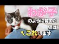 我が子のように育てられた猫だけが見せる行動7選