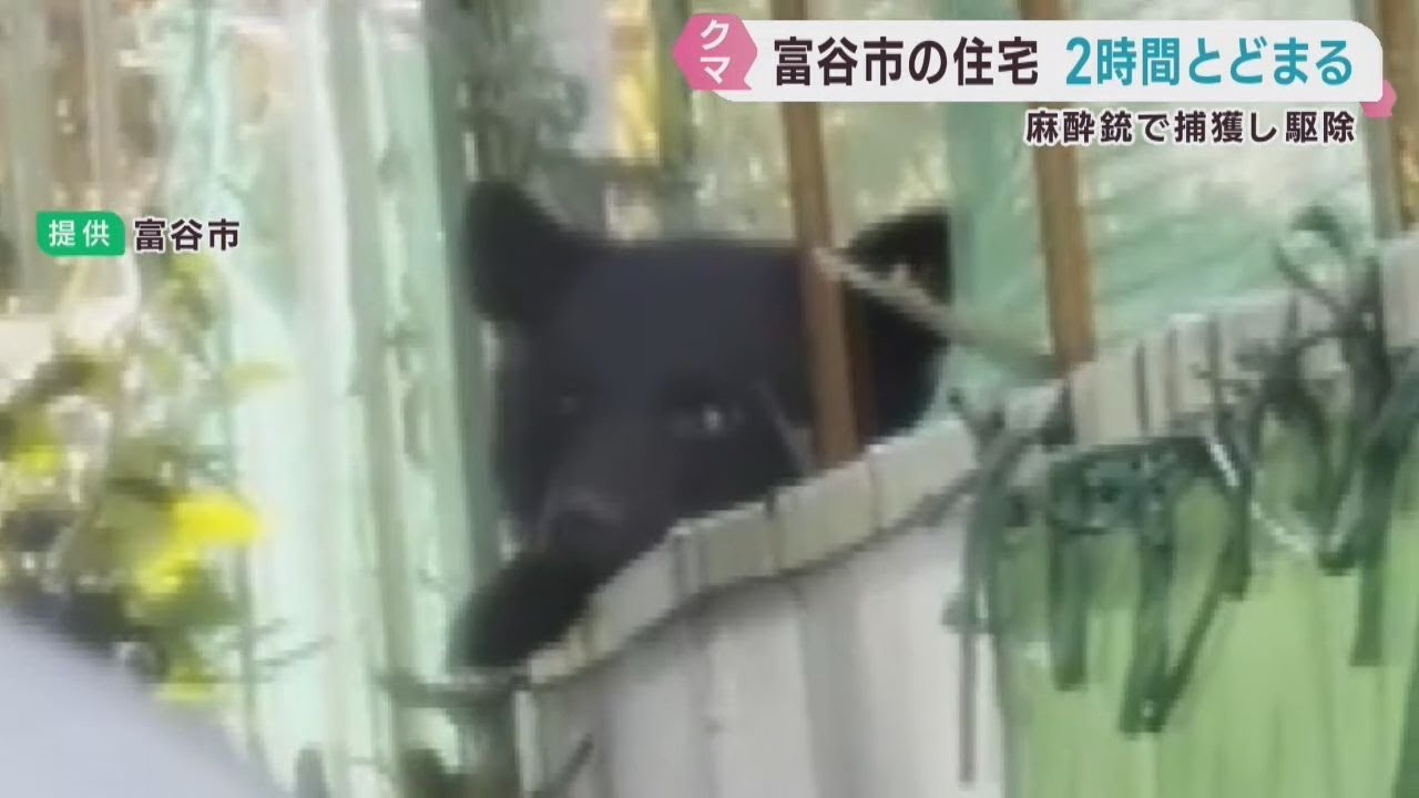 住宅街にクマがとどまる 麻酔銃で捕獲され駆除 宮城・富谷市 | khb