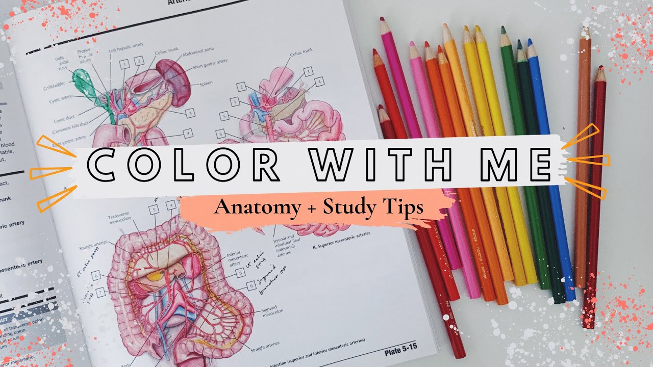 Download Color With Me Netter S Anatomy Coloring Book My Undergrad Study Tips Aesthetic Pre Pa Pre Med Youtube