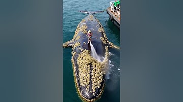 Shocking Rescue: A humpback whale, injured by barnacles, was successfully saved by a rescue team.