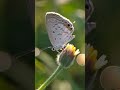 Luthrodes pandava _kupu kupu_ #nature #insects