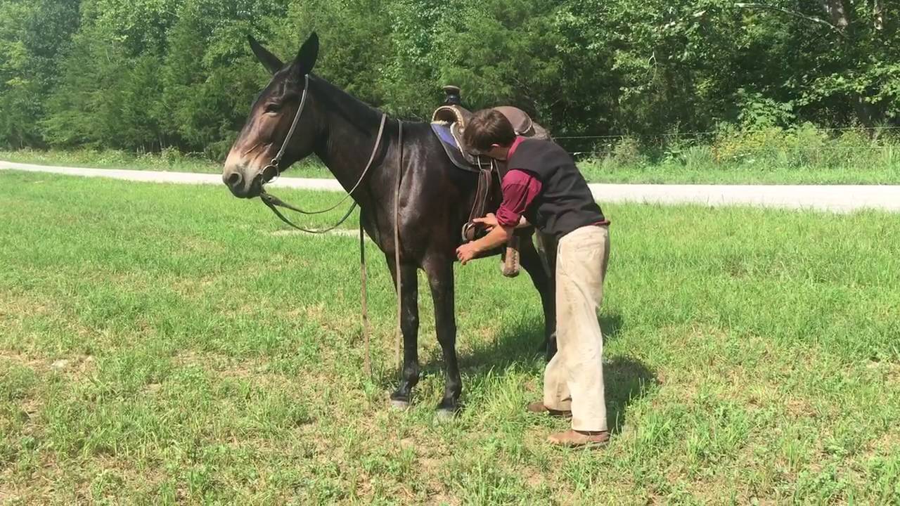Nellie. Trail riding mule YouTube