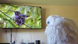 Onni Watches A Hummingbird Build A Nest