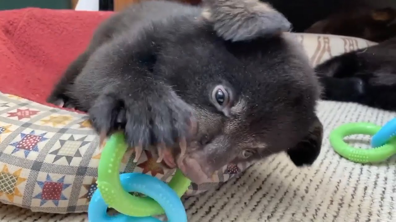 Black Bear Rescue Manitoba: Izzy and Iggy's Story