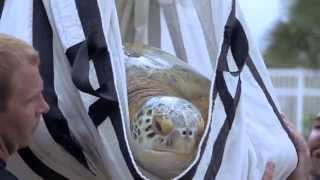 Caring Together for Sea Turtles