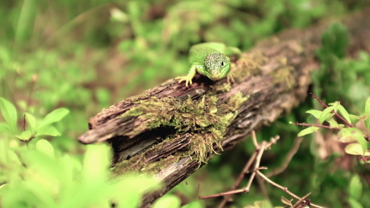 INPN-Espèces - Rejoignez les explorateurs de la nature