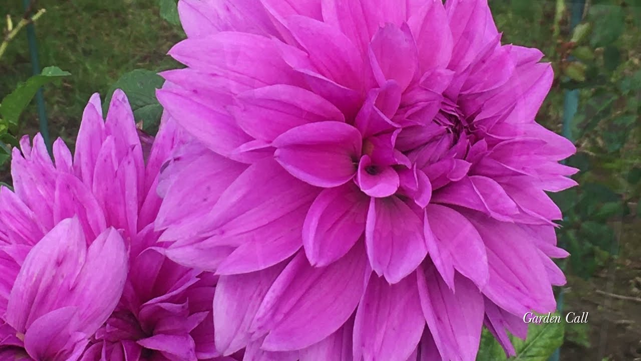 Trei moduri de a înmulți Daliile!