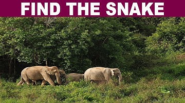 Find The Hidden Animal | Find The Different Emoji | Find The Number | Missing Circle | Multiple Game