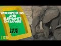 Birds and Elephants: Ecosystem Interactions