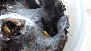 Ceratogyrus Marshalli