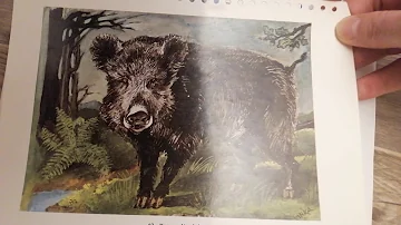 Jaké jsou druhy listnatých stromů?