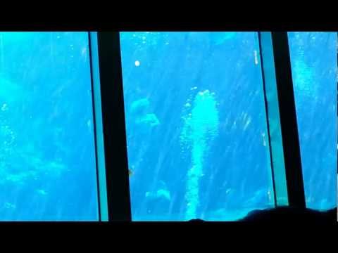 Weeki Wachee mermaids - 02