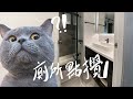 浴室大改造 🐱 貓奴必看 🐒🕶Cat toilet