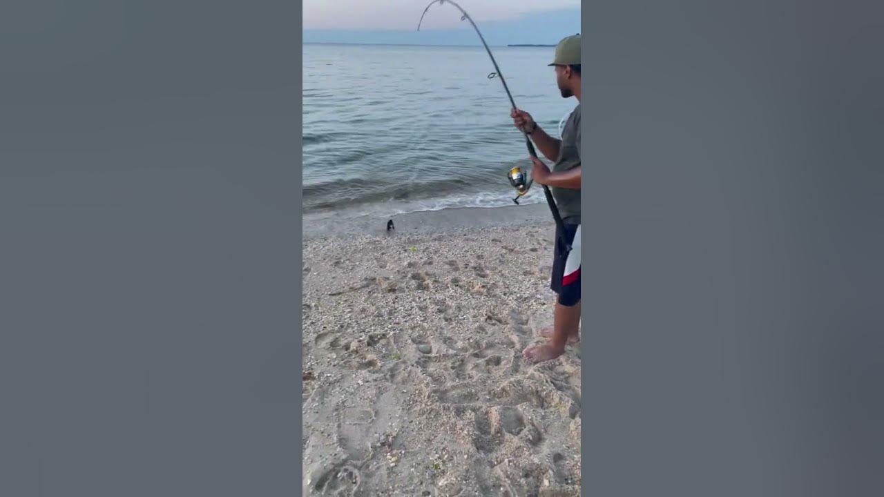 commercial wade fishing with a 12ft cast net 