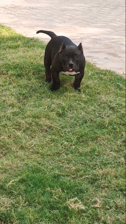 #puppylove  #puppy #dog #doglovers #viral #shorts #black #americanbully  #india #canada #blackdog