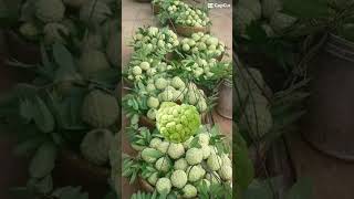 Sugar Apple #shorts #capcut #capcuttrend #fruitcutting #trending #fruit #short #justforfun #viral Sugar Apple #shorts #capcut #capcuttrend #fruitcutting #trending #fruit #short #justforfun #viral