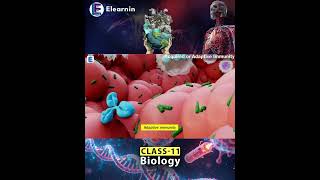 The Truth About Your Bodys Adaptive Shield #science #biology #shorts
How does our body remember infections and fight them faster the next time? 🦠🛡️
In this short, learn Acquired (Adaptive) Immunity, how antibodies are formed after antigen exposure, and the difference between Primary and Secondary Immune Responses.
Topics Covered:
Acquired Immunity
Adaptive Immunity
Antigen Specificity
Immunological Memory
Primary Immune Response
Secondary Immune Response
Lymphocytes & Antibodies
Perfect for NEET, CBSE, NCERT, Class 12 Biology & Medical Aspirants.
#AcquiredImmunity #AdaptiveImmunity #ImmuneSystem #BiologyShorts #NEET #NCERT #Antibodies #ScienceShorts The Truth About Your Bodys Adaptive Shield #science #biology #shorts