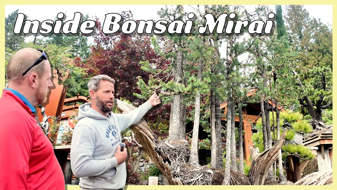 Inside Bonsai Mirai with Ryan Neil | 900 Trees, Native Species & Mind-Blowing Design