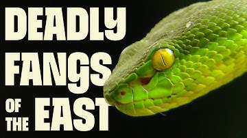 Venom Masters of Asia | FULL DOCUMENTARY | Asia