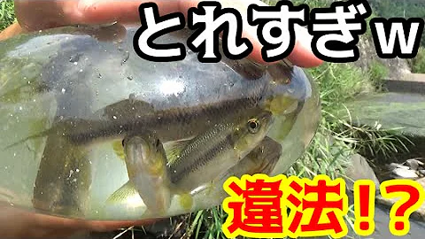 تحميل タッパーにミソをぬるだけで大漁 自作ハヤ捕りランプ お魚キラー ペットボトル どれが一番捕れる