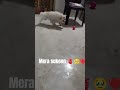 sukoon 🫀🥹❤️😘#doglove #love #shortvideo #dogvideos #dogshorts #viralvideo #likeforfollow #love #love