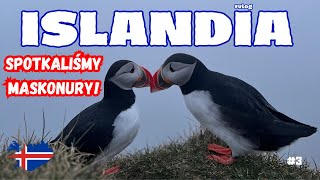 #3 Islandia - niezwykłe islandzkie ptaszki, wodospady, lodowce i długi spacer po czarnej plaży