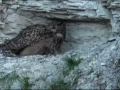 Baby Owl Takes a Peek at the World