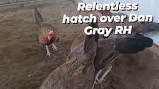 Hatch
