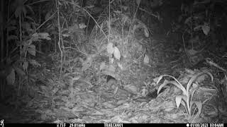Northern Tamandua captured on a camera trap in Drake Bay, Costa Rica – January 8, 2023