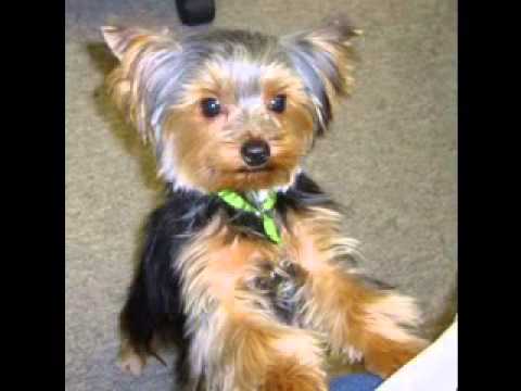 Yorkie Haircuts Petcarepricing Com