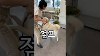 하원할 때 손목 물고 엄마에게 점프하는 이풍순 점프력 쎄서 뒤로 넘어갈뻔해요 30대 초반 기여운 강아지 #이풍순 #강아지 #풍순이